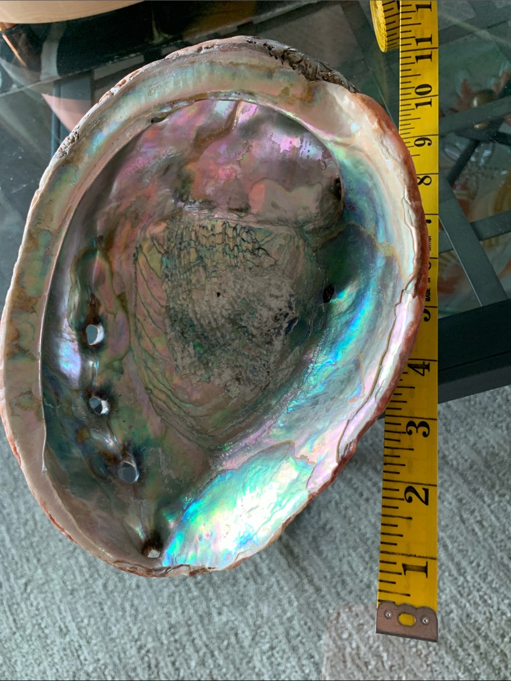 XL Abalone Shell Seashell 8"x6.5" Opalescent Natural Display